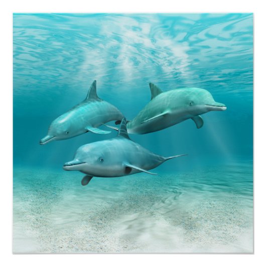 Poster Les dauphins de natation (Devant)