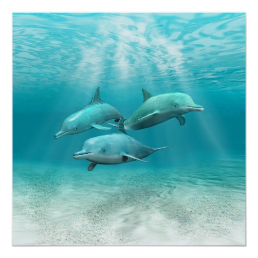 Poster Les dauphins de natation (Devant)