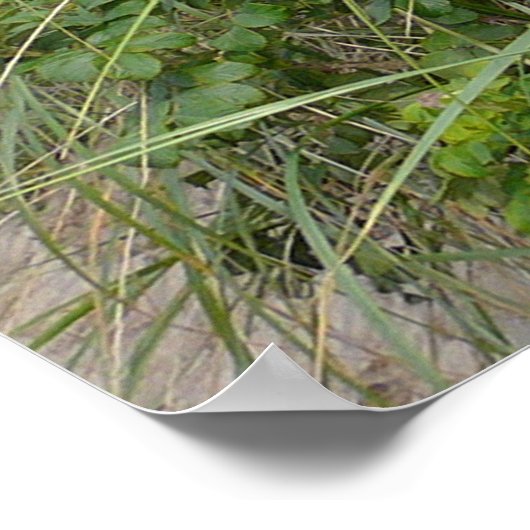 Poster Les dunes de Cape Cod (Coin)