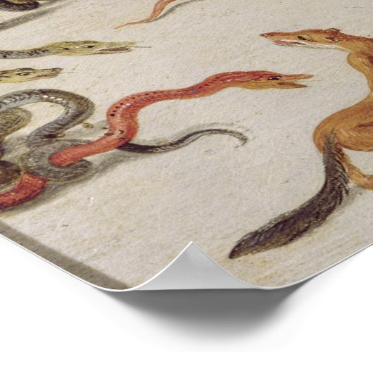 Poster Les ennemis des serpents (Coin)