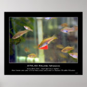 Poster Les espadons comme ceux-ci font partie... - Custom (Devant)