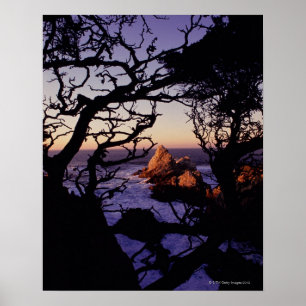 Poster Les Etats-Unis, la Californie, point Lobos, arbre