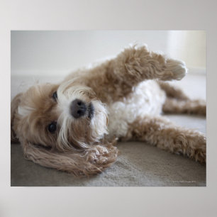 Poster Les Etats-Unis, New York, New York City, Brooklyn,