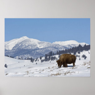 Poster Les Etats-Unis, WY, Yellowstone NP, bison de bison