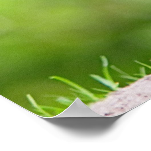 Poster Les faisans sauvages (Coin)