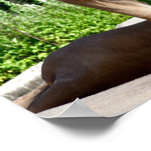 Poster Les fesses du lion (Coin)