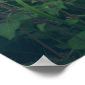 Poster Les fleurs de Bellflowers dans les bois (Coin)