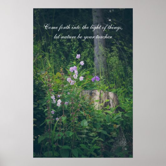 Poster Les fleurs de Bellflowers dans les bois (Devant)