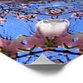 Poster Les fleurs de Magnolia...... (Coin)