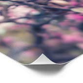 Poster Les fleurs de Magnolia (Coin)