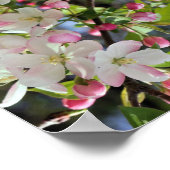 Poster Les fleurs de pomme du début du printemps Abstrait (Coin)