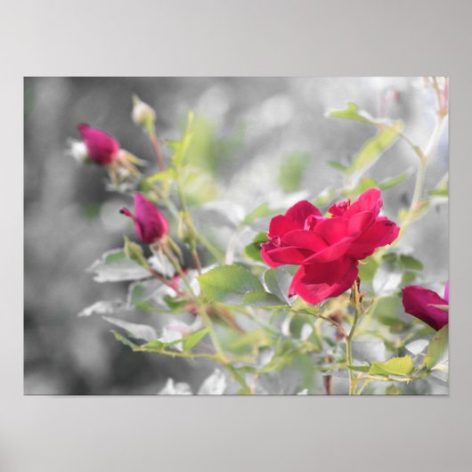 Poster Les fleurs de rose rouge de l'été (Devant)