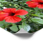 Poster Les fleurs d'Hibiscus (Coin)