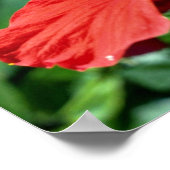 Poster Les fleurs d'Hibiscus (Coin)