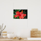 Poster Les fleurs d'Hibiscus (Cuisine)