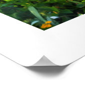 Poster Les fleurs d'Hibiscus roses (Coin)