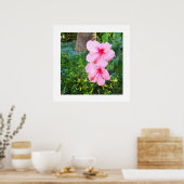 Poster Les fleurs d'Hibiscus roses (Cuisine)