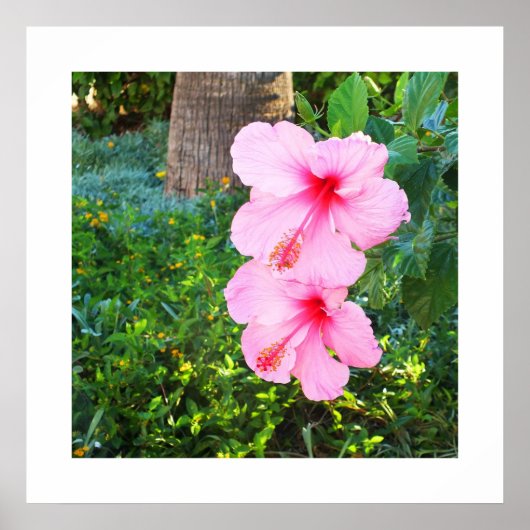 Poster Les fleurs d'Hibiscus roses (Devant)