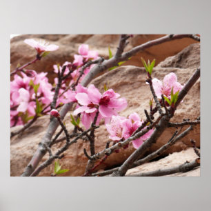 Poster Les fleurs du printemps sur les rochers de Sion