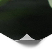 Poster Les fleurs du Yucca (Coin)