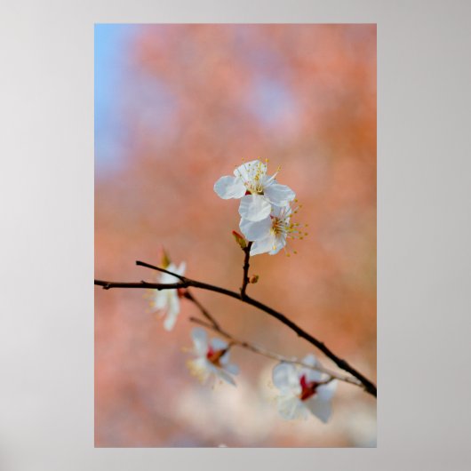 Poster Les fleurs japonaises d'abricot (Devant)