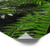 Poster Les fougères hawaïennes (Coin)