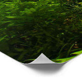 Poster Les fougères sauvages (Coin)