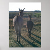Poster Les frères ânes (Devant)