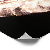 Poster Les gracieuses (Coin)