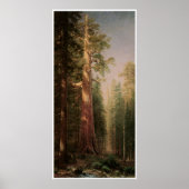 Poster Les grands arbres (Devant)