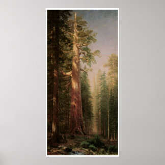 Poster Les grands arbres