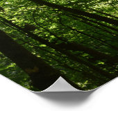 Poster Les grands arbres dans la nature (Coin)