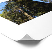 Poster Les grands arbres dans la vallée de Yosemite Photo (Coin)