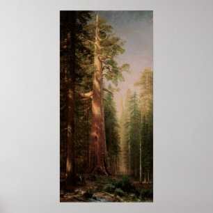 Poster Les grands arbres, Mariposa Grove, CA par Bierstad