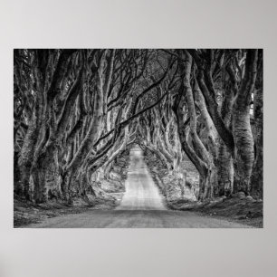 POSTER LES HAIES FONCÉES, CIE. ANTRIM, IRLANDE DU NORD