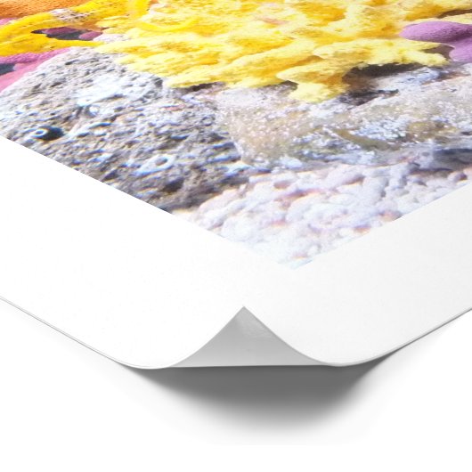 Poster Les hippocampes (Coin)