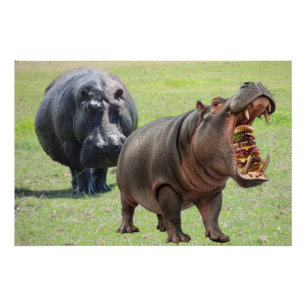 Poster Les hippopotames aiment les burgers.