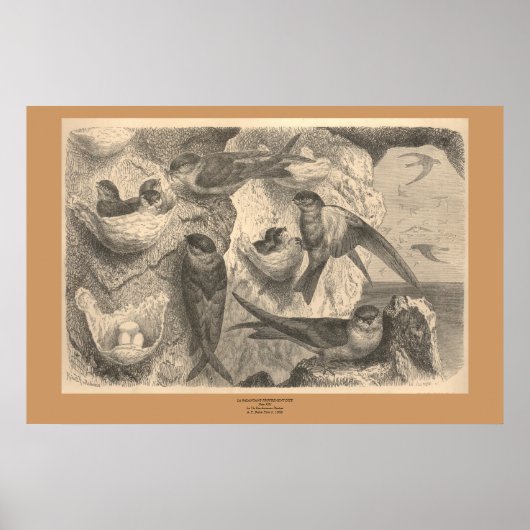 Poster Les hirondelles de falaise (Devant)