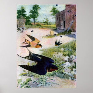 Poster Les hirondelles de grange volent autour de