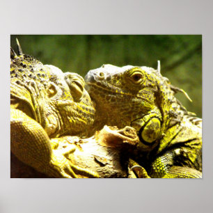 Poster Les iguanes verts se dirigent vers la tête