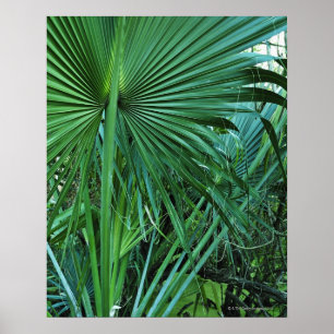 Poster Les Îles Vierges américaines, St Thomas, feuille