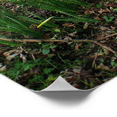 Poster Les jonquilles. Sophia Gardens, Cardiff, Galles. U (Coin)