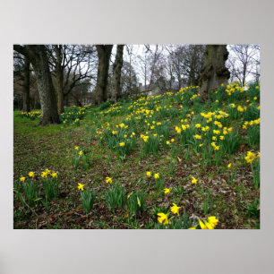 Poster Les jonquilles. Sophia Gardens, Cardiff, Galles. U