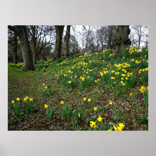 Poster Les jonquilles. Sophia Gardens, Cardiff, Galles. U (Devant)