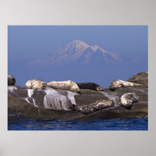 Poster Les Jours Ensoleillés Sont De Nouveau Là - Beaux I