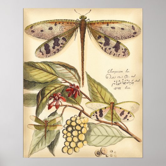Poster Les libellules aux Feuilles et aux fruits (Devant)