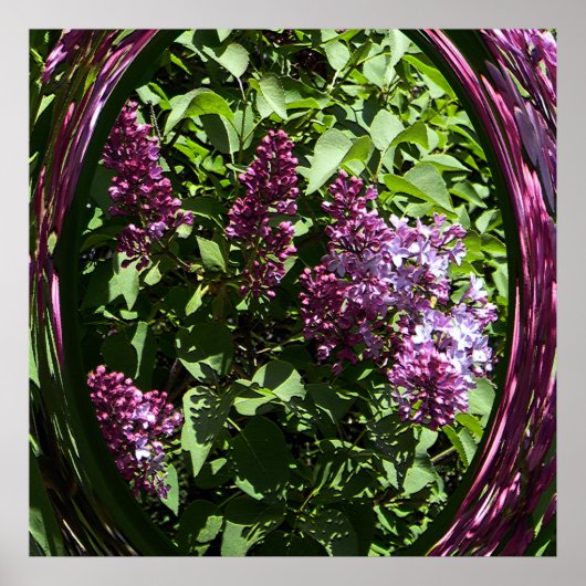Poster Les Lilacs enchantés..... (Devant)