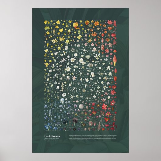 Poster Les Liliacées de Redouté (Devant)