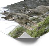 POSTER LES LOUPS (Coin)