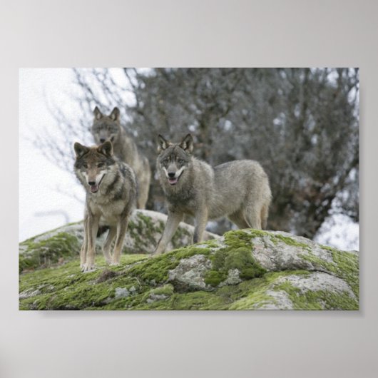 POSTER LES LOUPS (Devant)